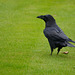 London, Raven of Tower