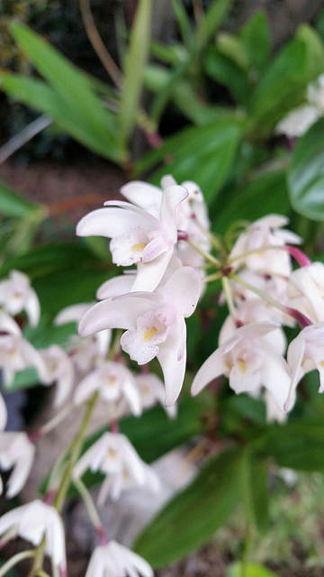 Australian native orchid