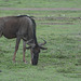 Ngorongoro, The Wildebeest