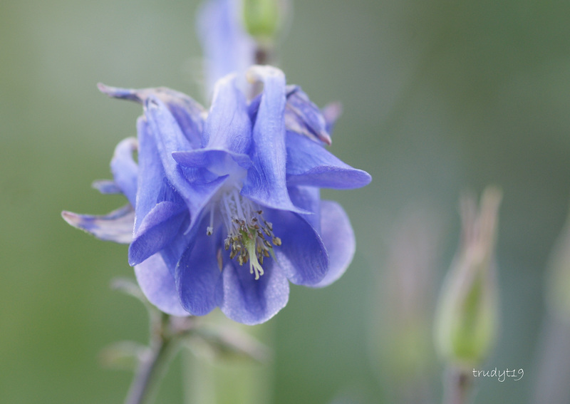 in our garden