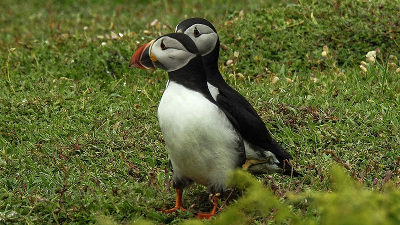 20190612 5068CPw [R~GB] Papageitaucher, Skomer, Wales