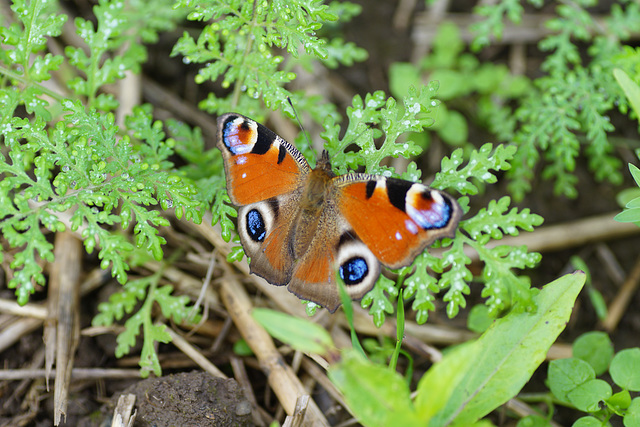 Inachis io an der Sieber