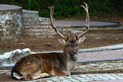 Albania, Llogara, The Spotted Deer Resting