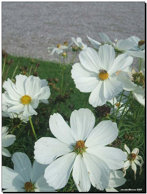 Cosmea o cosmos- Germania 2008