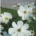 Cosmea o cosmos- Germania 2008