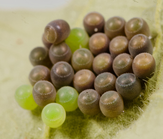 Shield bug eggs IMG 0367v2