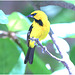 EF7A1982-topaz-denoiseraw-sharpen -2bird