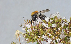 20230713 1857CPw [D~LIP] Dost (Origanum vulgare), Ackerhummel (Bombus pascuorum), Bad Salzuflen