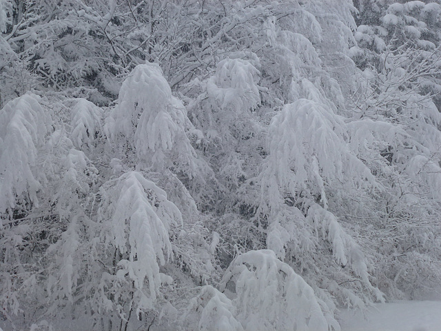 20150221 Raquettes Vercors Col de la Machine (76) al