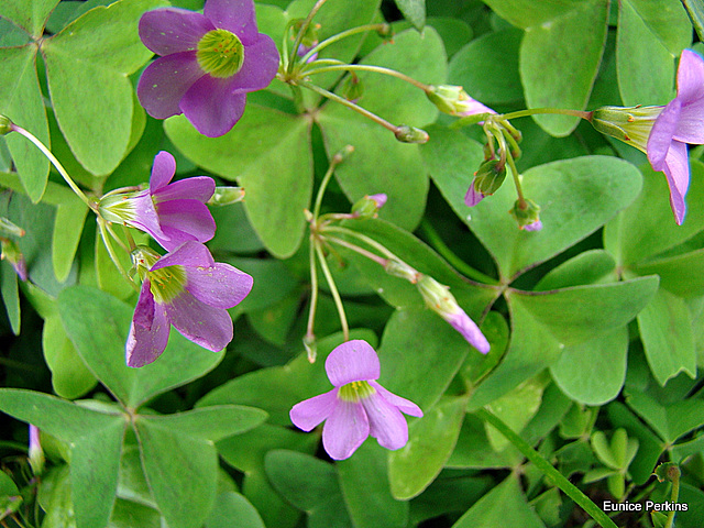 Lovely Weeds.