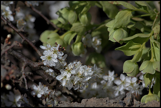 Prunus spinosa