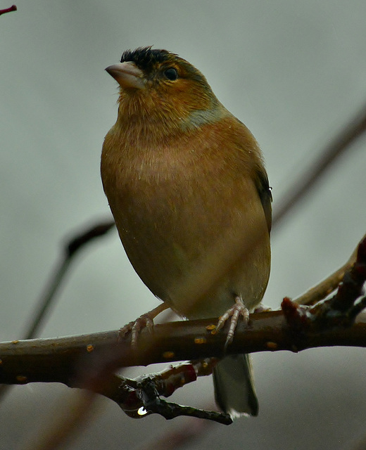 Cold and Wet. Chaffinch