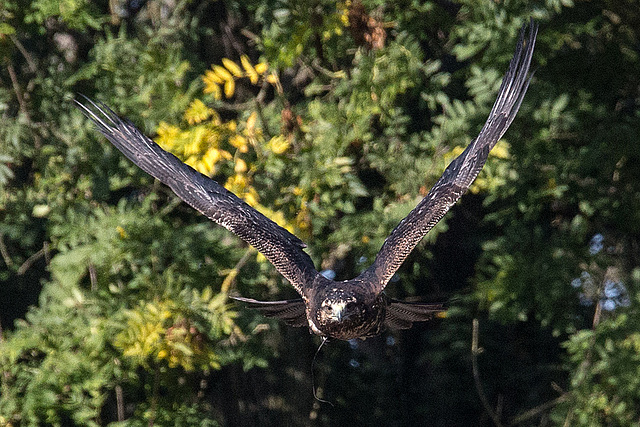 20151010 9232VRAw [D~H] Adler, Wisentgehege, Springe-Deister