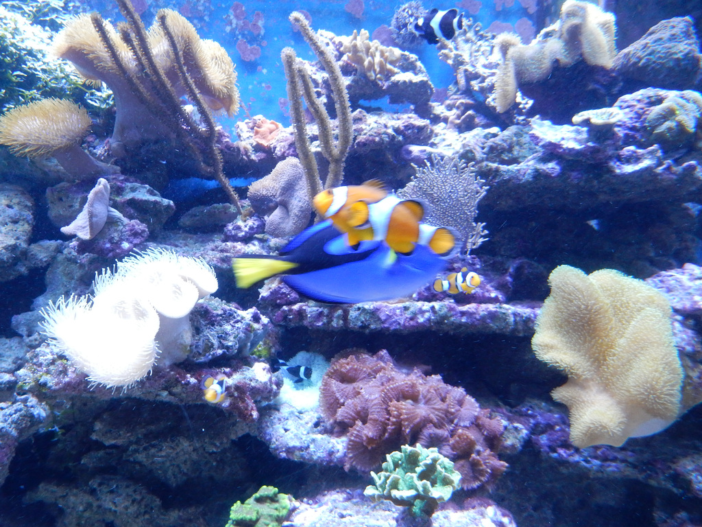 Meeresaquarium Zella-Mehlis