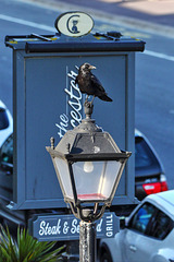 EOS 60D Unknown 17 51 08 6305 Crow dpp hdr