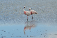 Bolivian Altiplano, Laguna Cañapa, A Couple of Flamingos