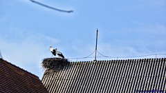 Storks have already returned