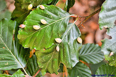 Leaves