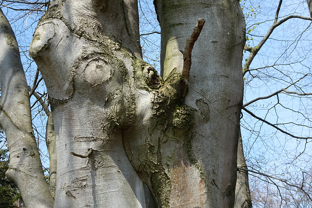 Baum essen Baum auf?