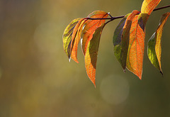 Dogwood (Cornus sanguinea) leaves