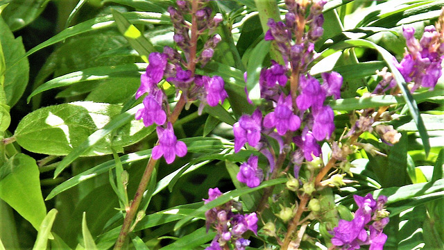 More of the loosestrife