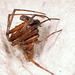 Spider IMG 0253v2