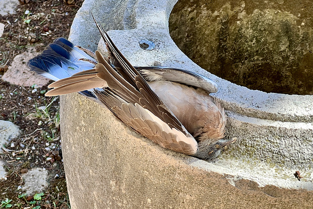 Venice 2022 – Torcello – Resting pigeon