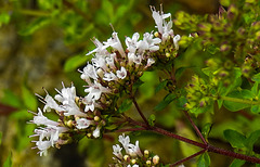 20230713 1859CPw [D~LIP] Dost (Origanum vulgare), Bad Salzuflen