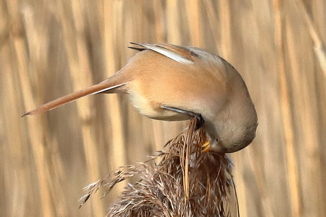 EOS 90D Peter Harriman 12 06 16 26507 beardedReedlingFemale dpp