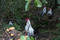 20140909 4942VRAw [NL] Hühner, Terschelling