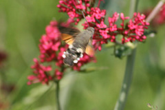 Hummungbird hawk moth (Macroglossum stellatarum) 01
