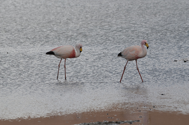 Bolivian Altiplano, Laguna Cañapa, A Couple of Flamingos