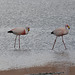 Bolivian Altiplano, Laguna Cañapa, A Couple of Flamingos