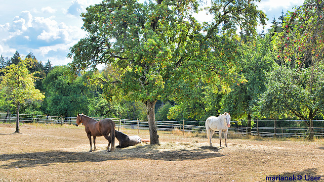 Horse ranch