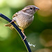 Sparrow