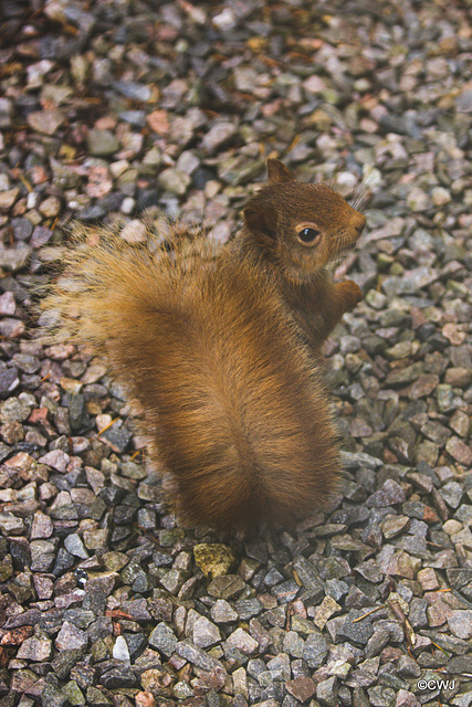 Red Squirrel