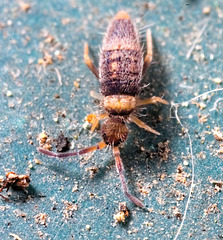 Springtail IMG 0311v2