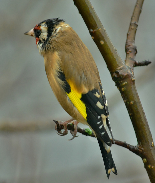 Cold and Wet. Goldfinch