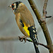 Cold and Wet. Goldfinch