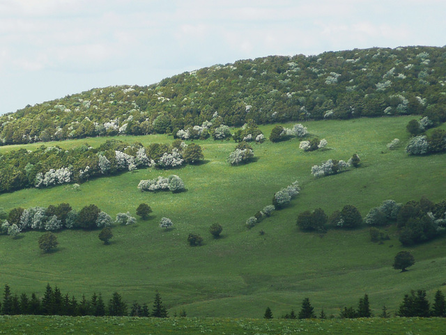 06-Paysages d'Aubrac