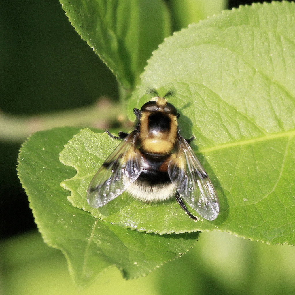 Volucelle Bombylans