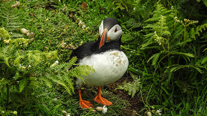 20190612 5073CPw [R~GB] Papageitaucher, Krauser Rollfarn (Cryptogramma crispa), Skomer, Wales