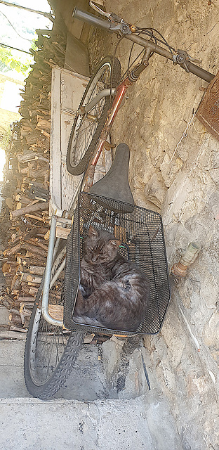 Cat - Bicycle