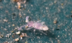 Springtail IMG 0325v2