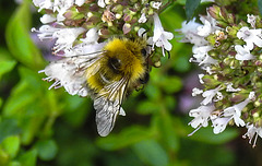 20230713 1863CPw [D~LIP] Dost (Origanum vulgare), Wiesenhummel (Bombus pratorum), Bad Salzuflen