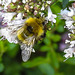 20230713 1863CPw [D~LIP] Dost (Origanum vulgare), Wiesenhummel (Bombus pratorum), Bad Salzuflen