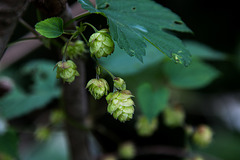 20140909 4941VRAw [NL] Hopfen, Terschelling