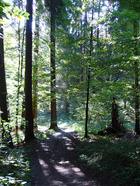 Spaziergang im Wald