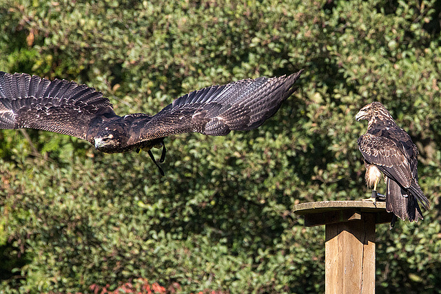 20151010 9237VRAw [D~H] Adler, Wisentgehege, Springe-Deister