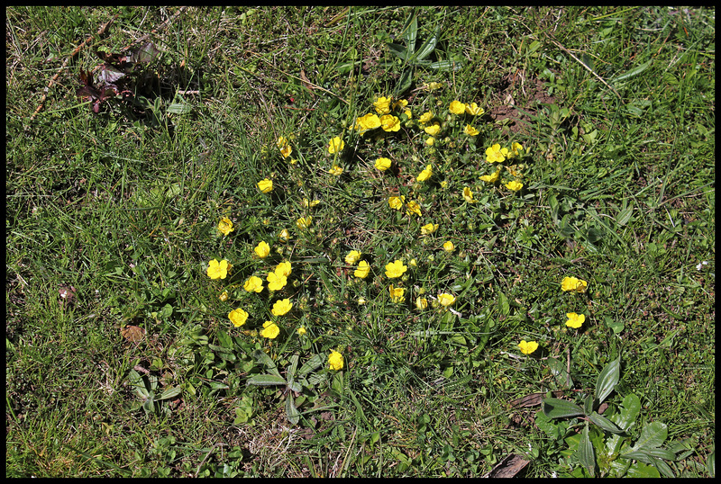 Potentille printanière (5)